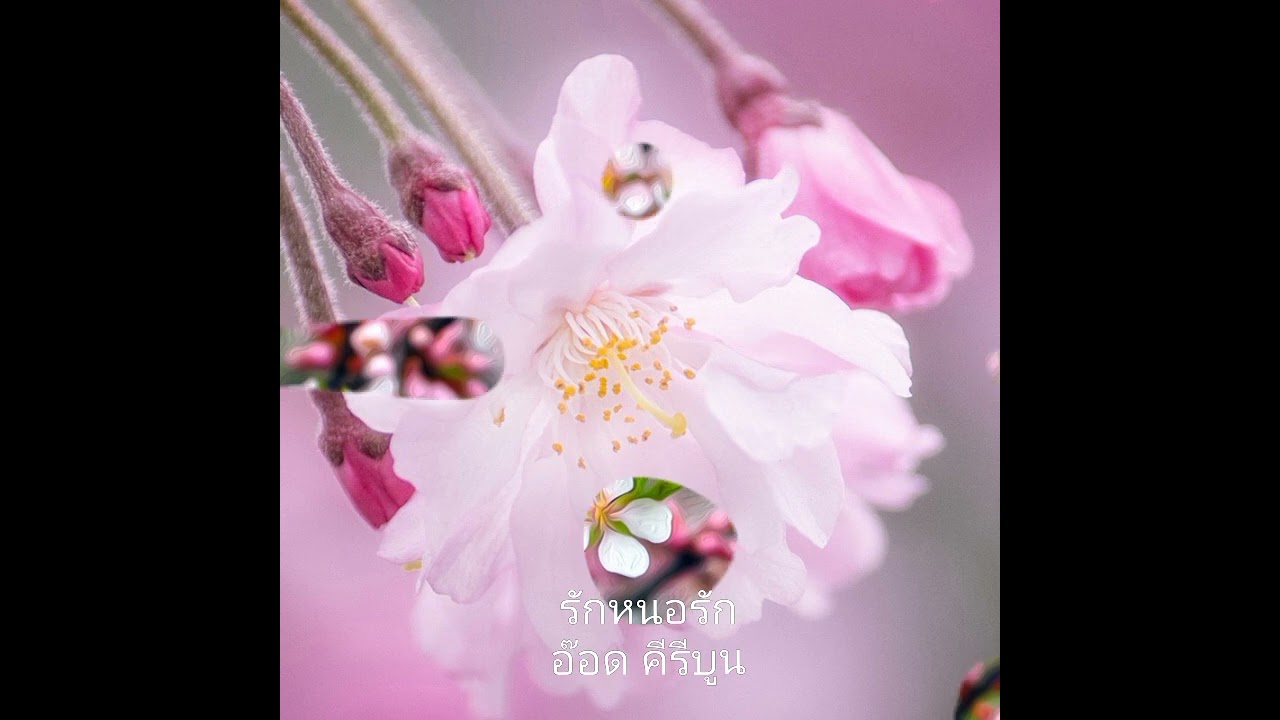 รักหนอรัก/อ๊อด คีรีบูน รณชัย ถมยาปริวัฒน์💘