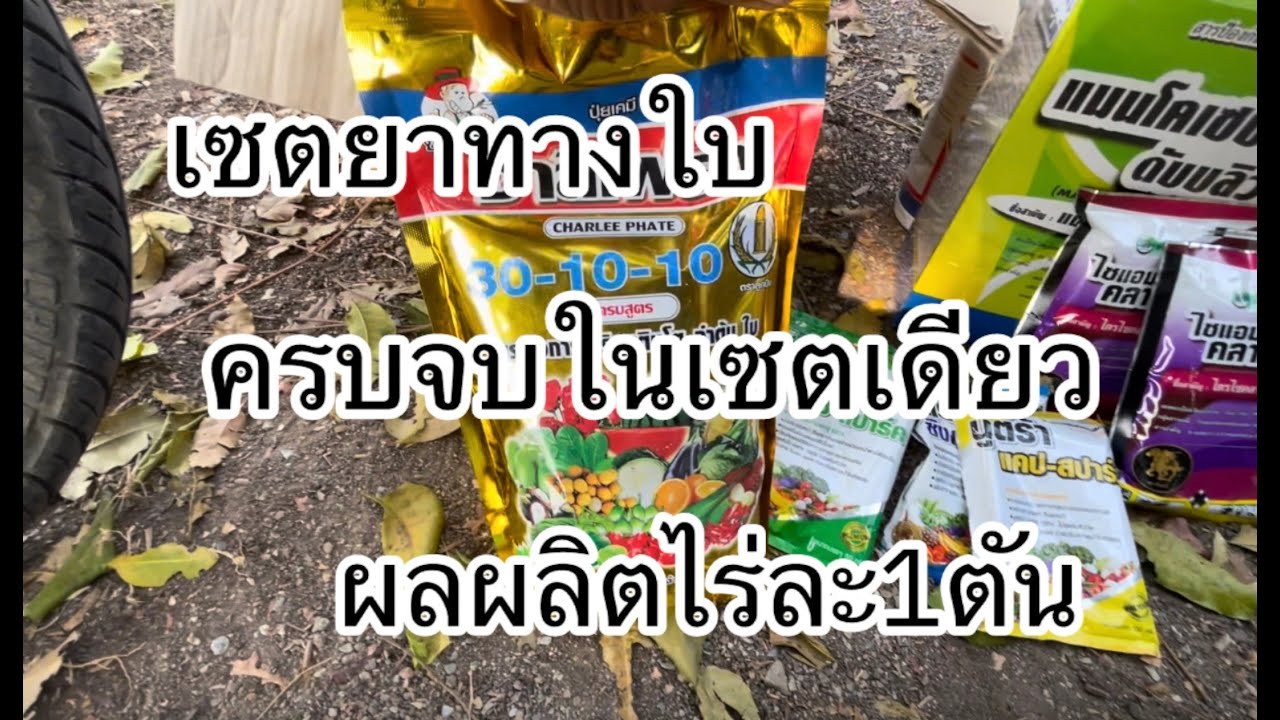 ฉีดยาทางใบข้าวให้ได้ผลผลิตดี