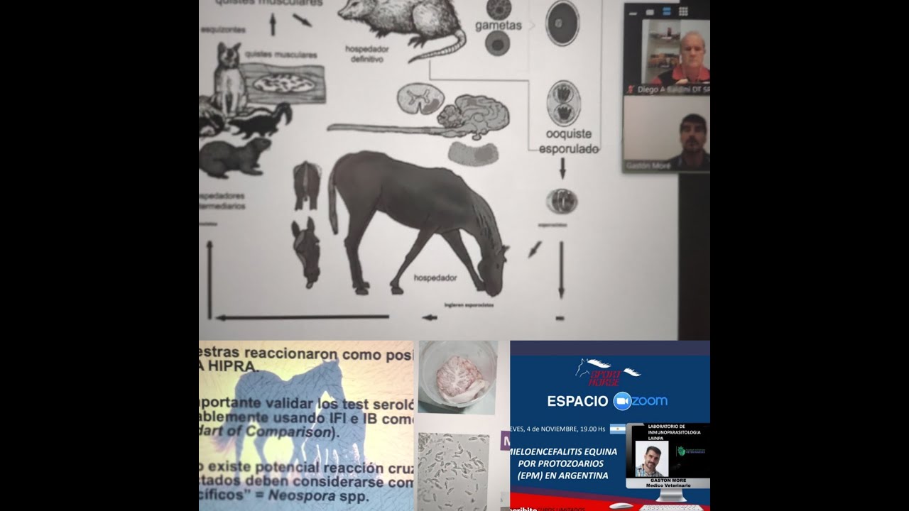 MIELOENCEFALITIS EQUINA POR PROTOZOARIOS (EPM) EN ARGENTINA. Dr GASTON MORE , LAINPA , FCV UNLP