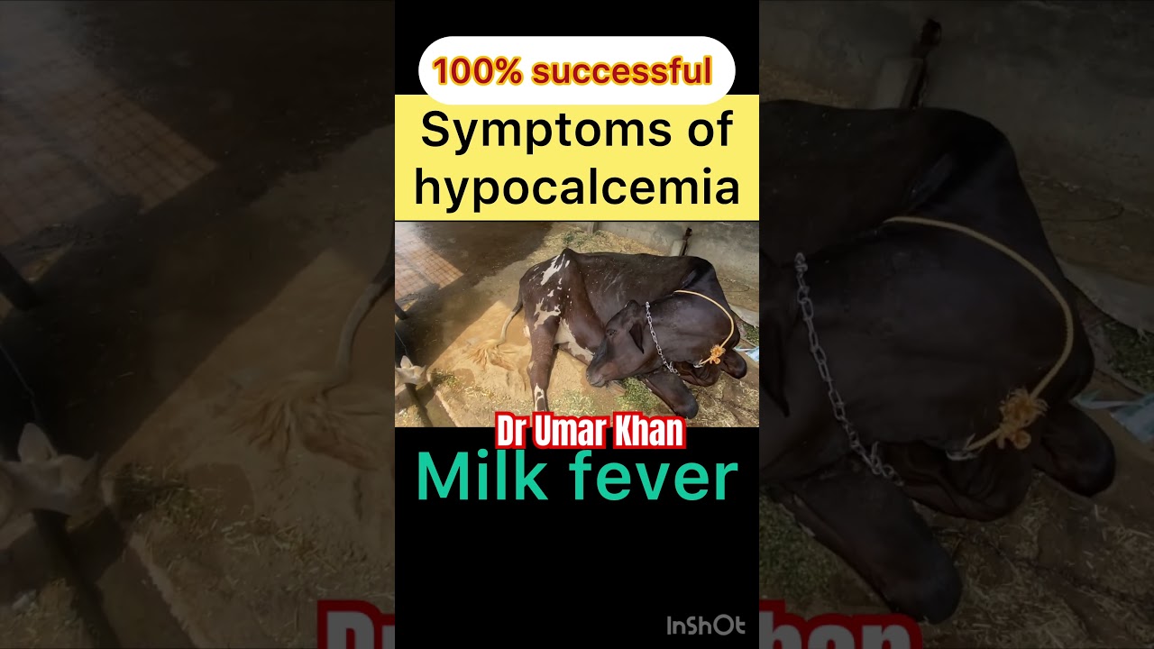 Milk fever l Dr Umar Khan