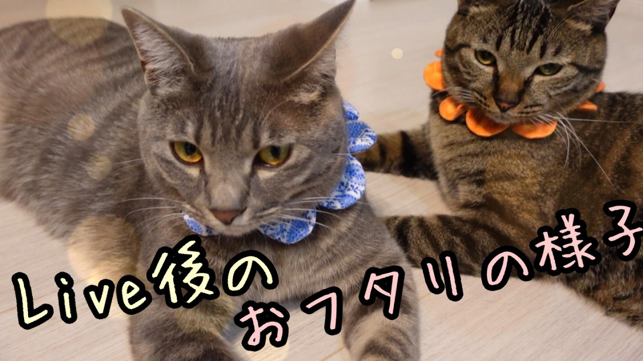 誕生会Live配信後の🐱熊次郎と虎次郎🐱【保護猫兄弟とアラフィフ夫婦】