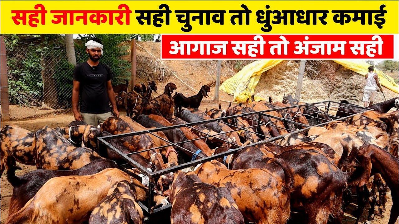 सही जानकारी सही चुनाव तो धुंआधार कमाई Sucessful Goat farming model in India