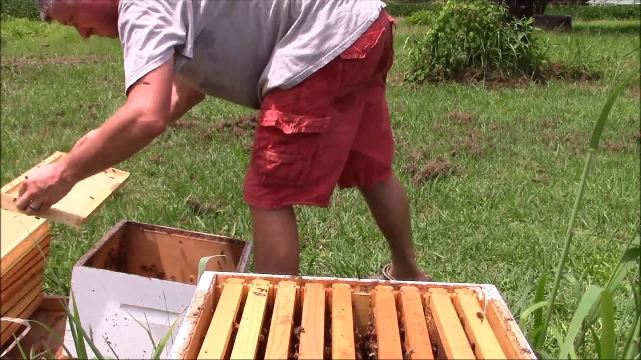 I have a laying worker.... Now what?