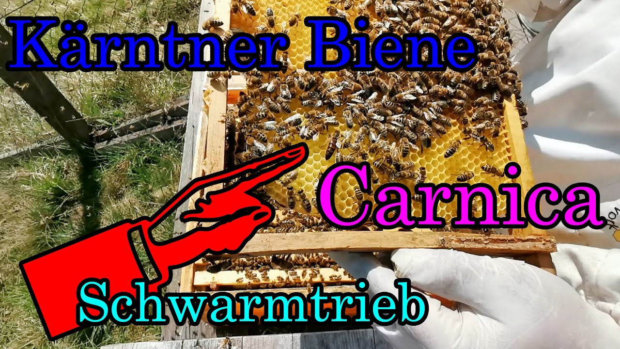 Carnica K&auml;rntner Biene in der Schwarmlust