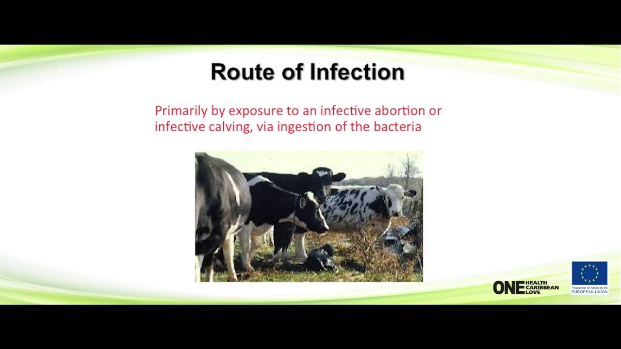 Brucellosis 1: Epidemiology, Pathogenesis and Clinical Signs