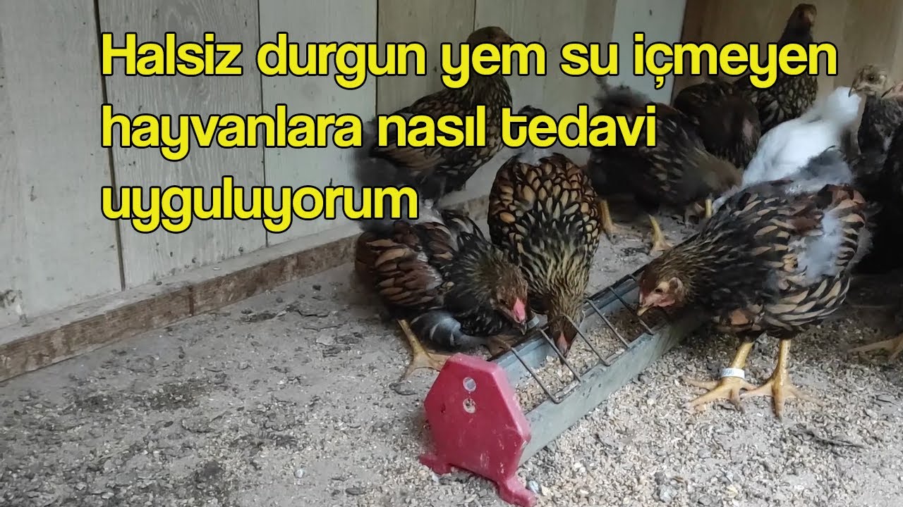 Halsiz durgun yem yemeyen su içmeyen hayvanlara nasıl tedavi uyguluyorum