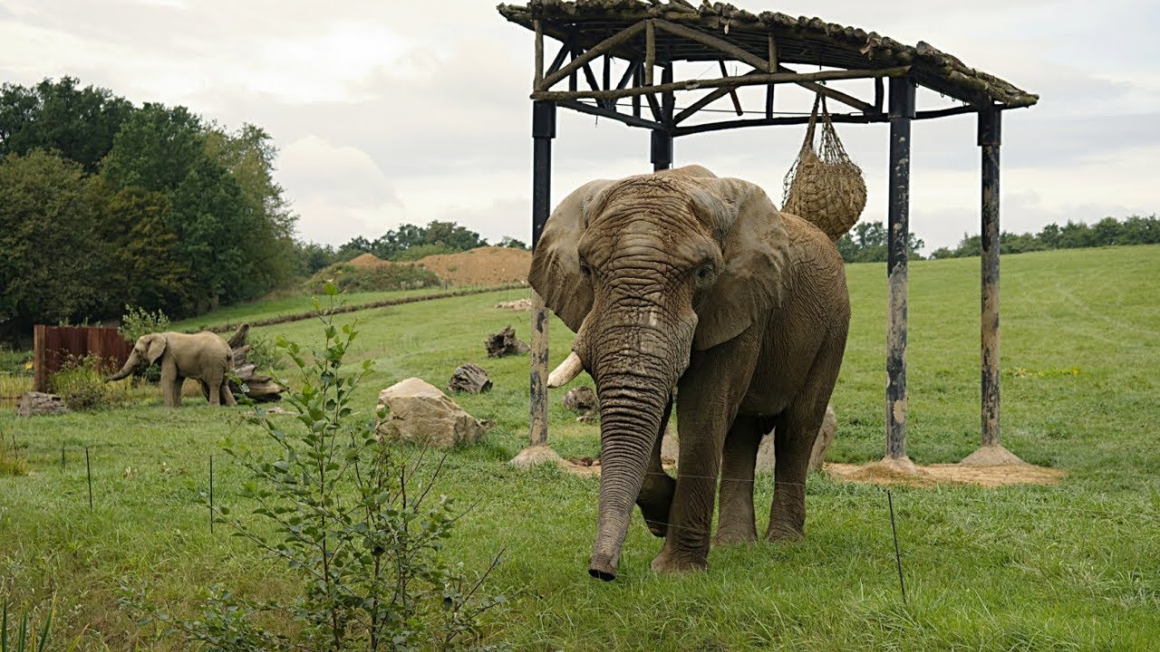 NOVÝ SLON JACK VE ZLÍNSKÉ ZOO
