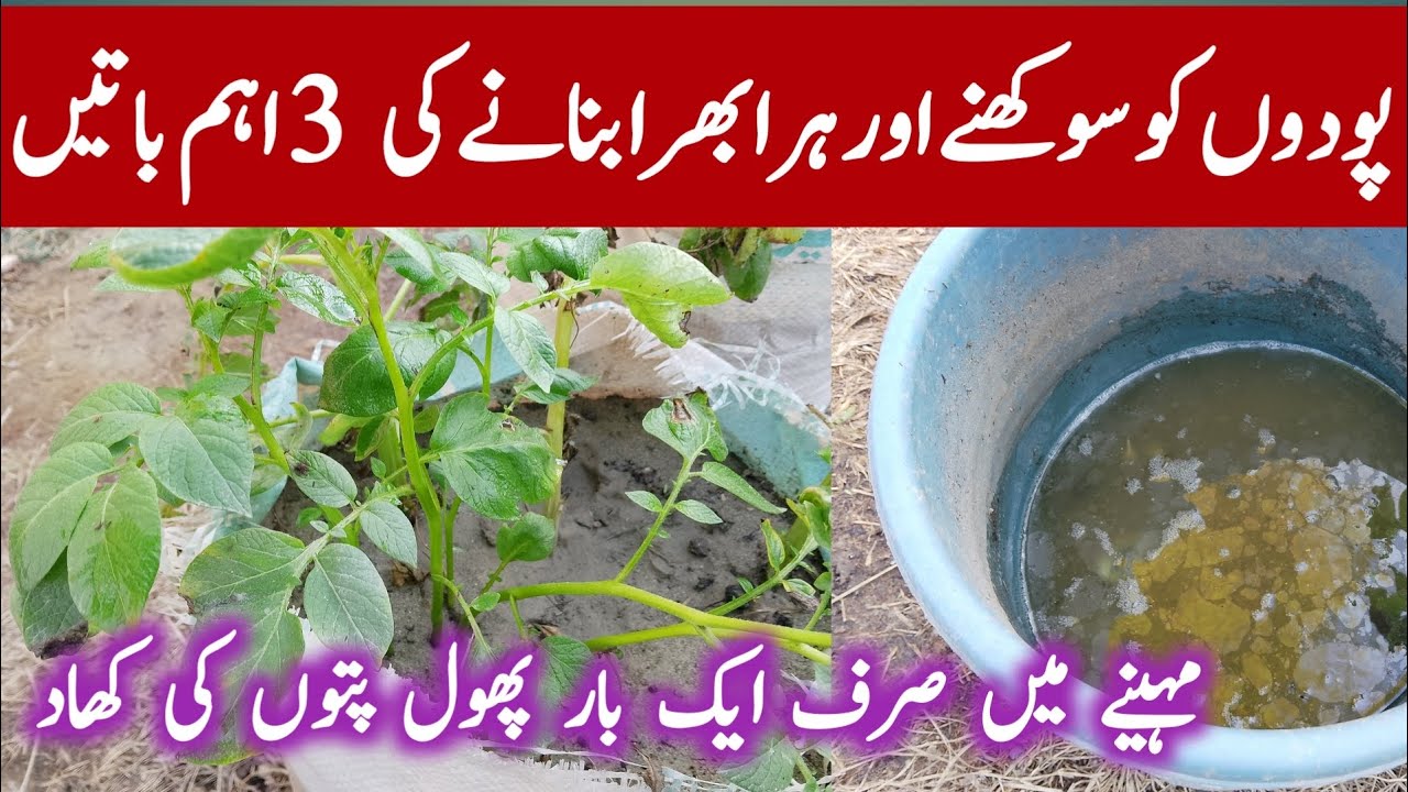 Three Important Things That Make Plants Green || Organic Plants Garden