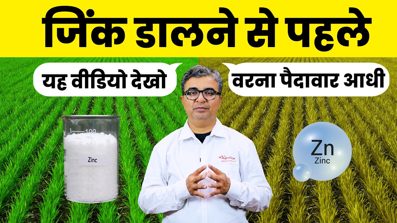 फसल में जिंक क्यों है ज़रूरी? | जिंक कब और कितना डालें? | Zinc Importance for Grain Crops | AgroStar