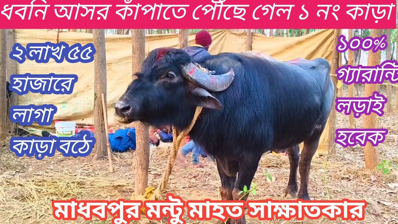 ধবনি আসর কাঁপাতে পৌঁছে গেল ১ নং কাড়া ভগতু মাহত মাধবপুর আজকে প্রাইজ লিবেক @gayermela