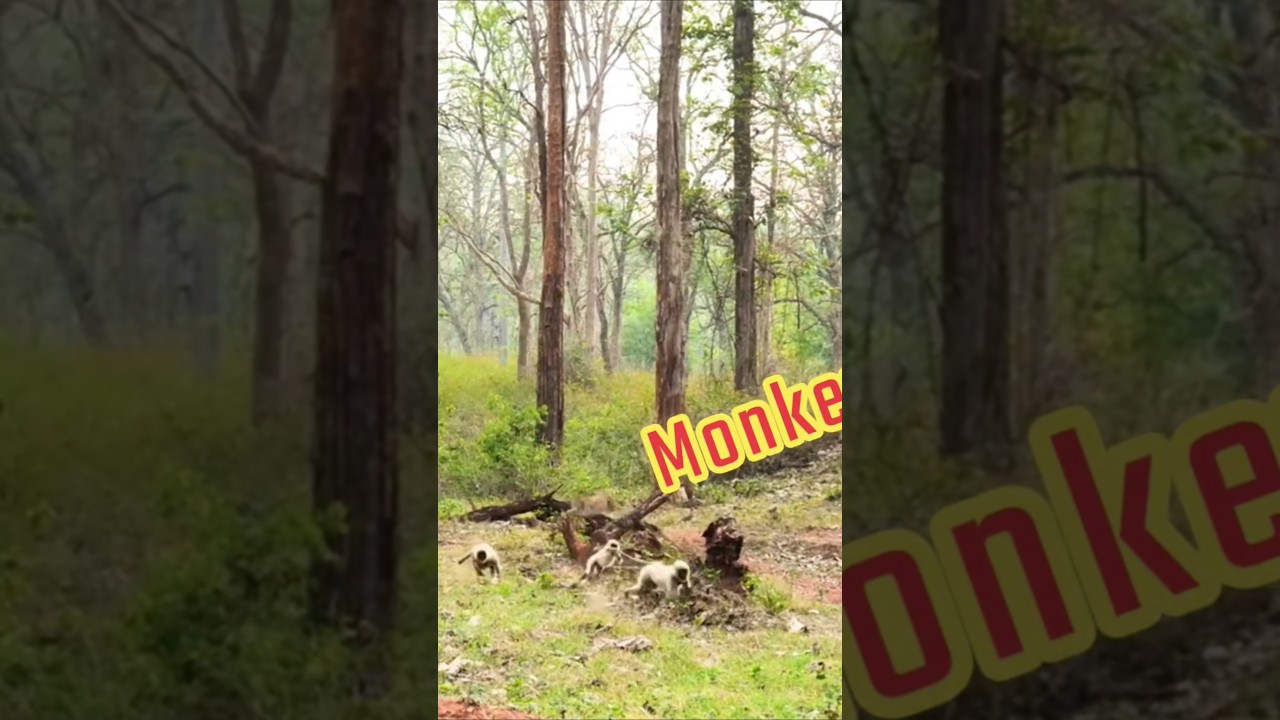 How the monkey fooled the tigerWie der Affe den Tiger überlisteteComment le singe a trompé le tigre