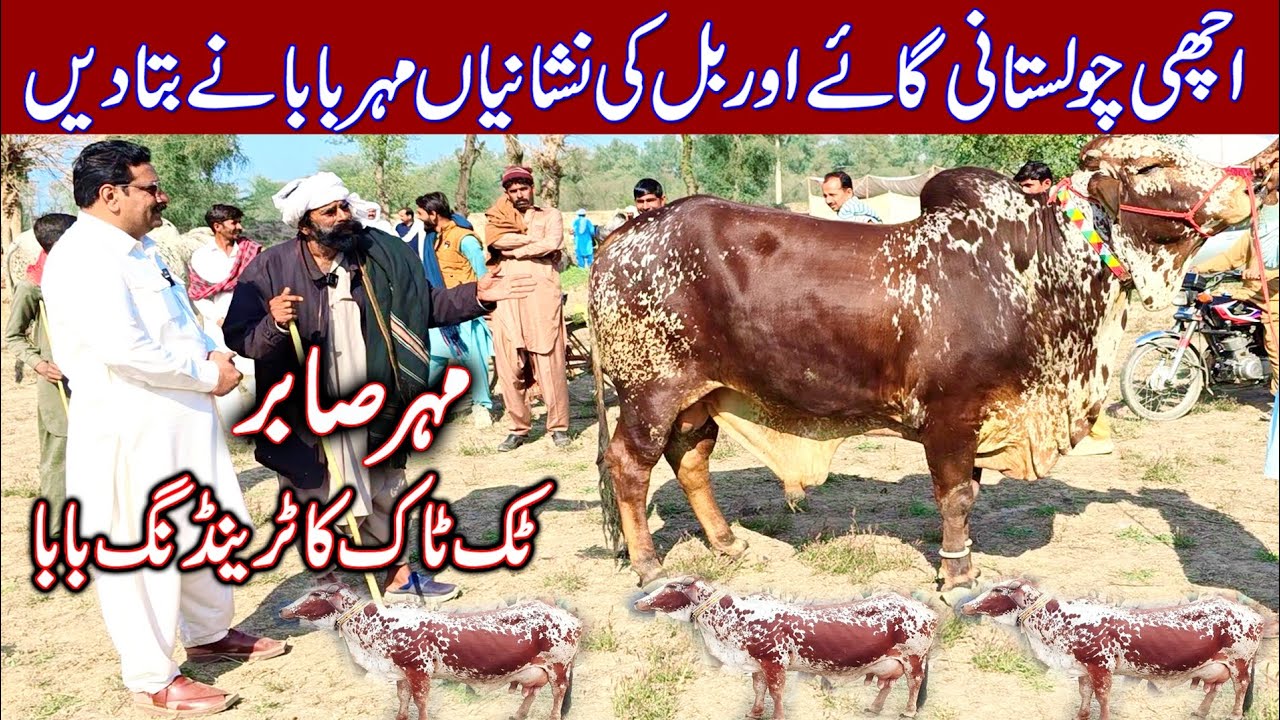 Mahar Sabir Cholistani | Cow farming | Cholistani cow farming | Cholistani cow farming in Pakistan