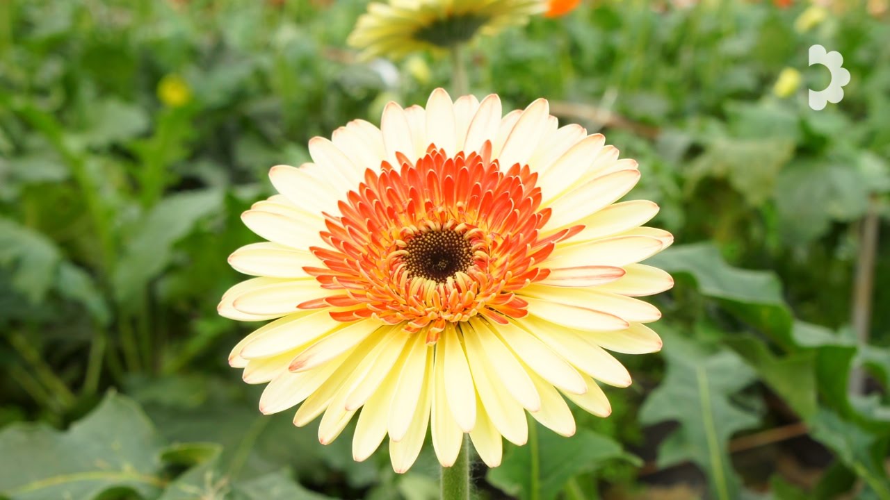 Manejo Agronomico de Gerbera de Corte