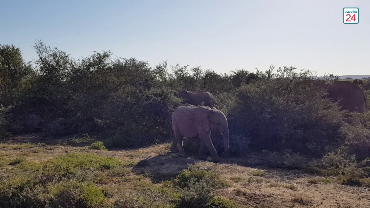 Keeping wildlife wild and humans tame at Shamwari Game Reserve