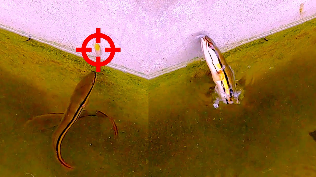 Giant Snakehead Jumping to Catch Prey!
