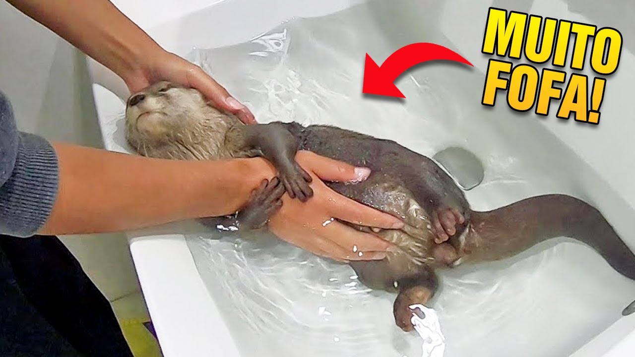 Animais Que Você Pode Ter em Casa mas Não Sabia