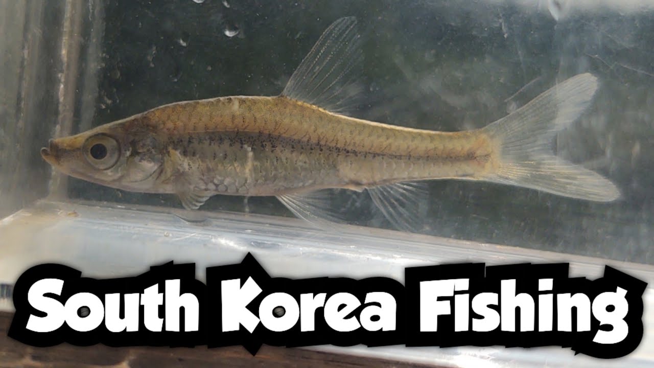 Microfishing in the Middle of Seoul | South Korea Fishing 🇰🇷