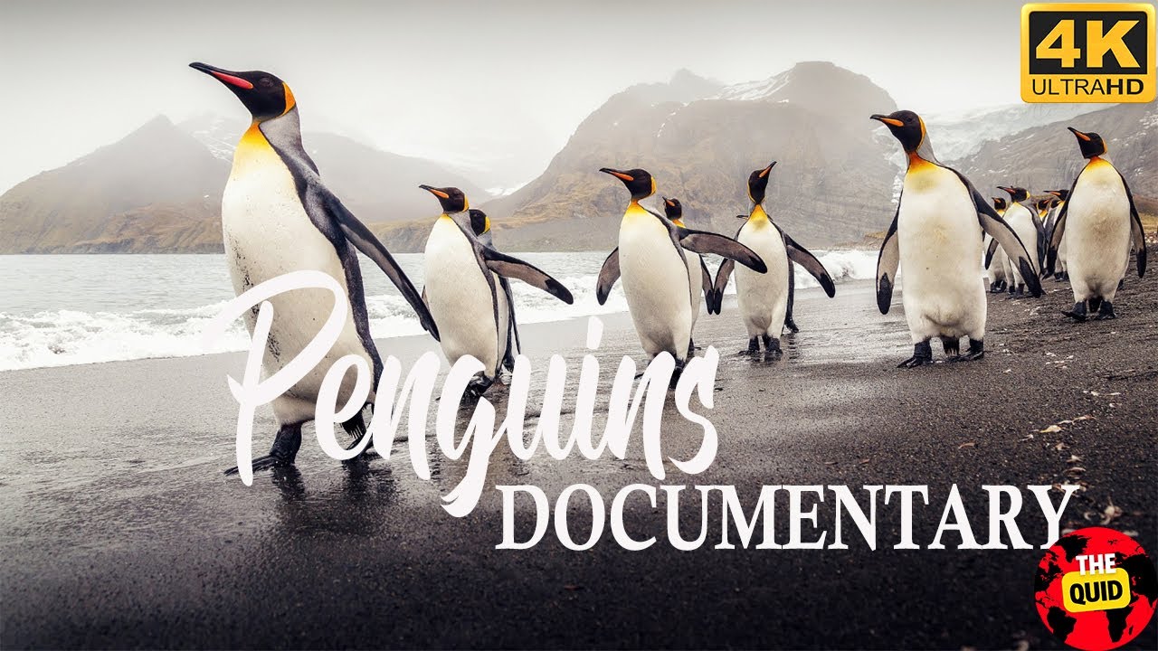 The Fascinating World of Penguins: Survival and Adaptations 4k