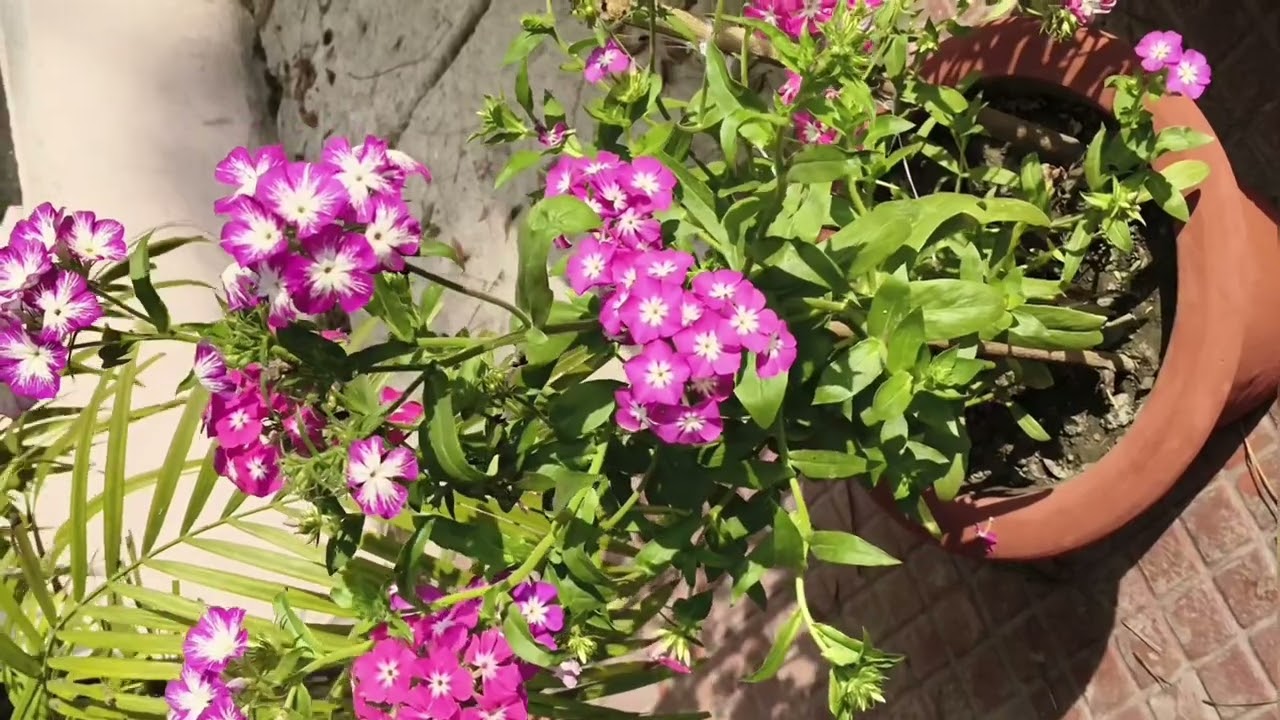@aaiae jante Hain phool ke bare mein#muskuraiye aur Khush rahiye
