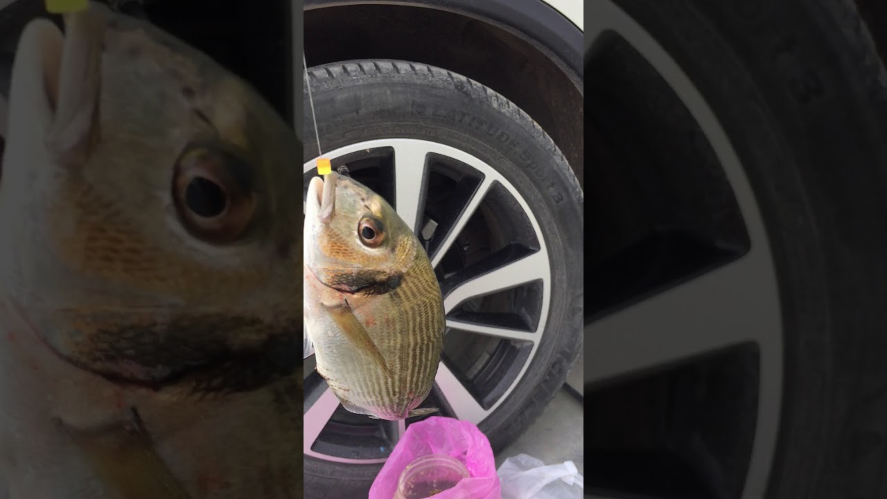 PECHE EN TUNISIE CHAARA