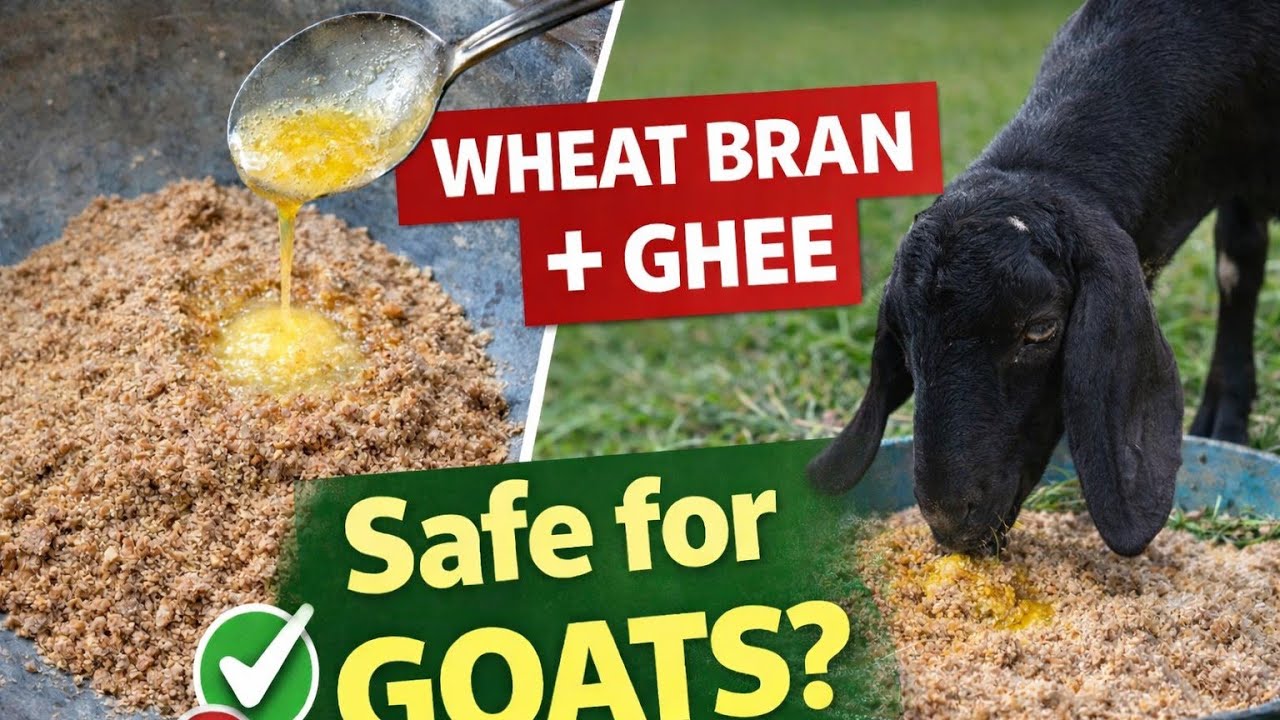 بکریوں کے لیے گھی اور چوکر Feed for Goats Beetal and Teddy Goats Wheat Bran and Ghee for Goats #goat