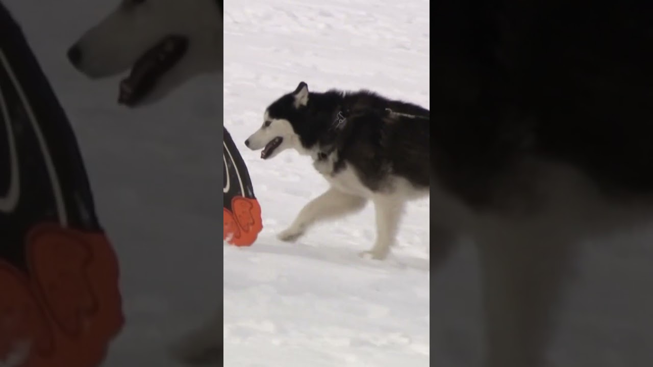 Winter storm in Missouri brings hundreds of people out to go sledding