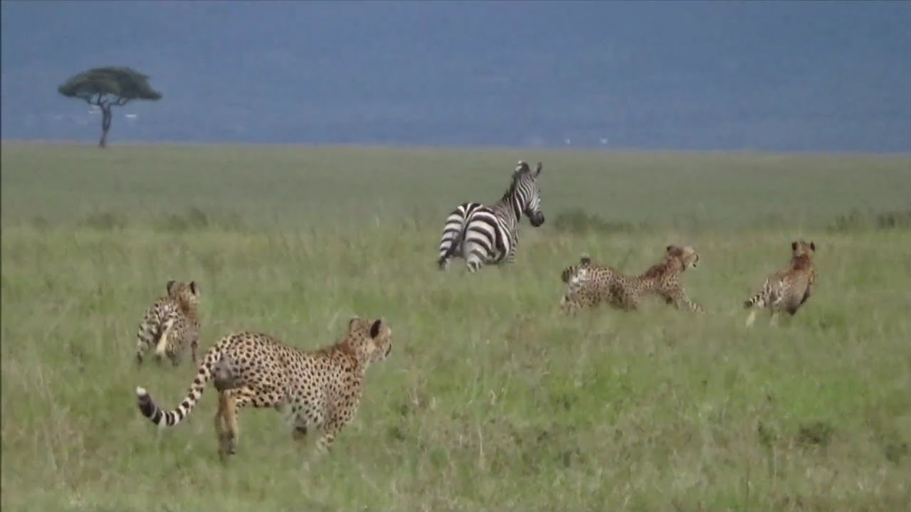 Tano Bora Cheetahs chasing Zebra today!