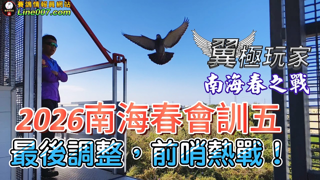 2026南海春季會訓五戰報：最後調整，前哨熱戰！#南海春之戰 #賽鴿 #種鴿 #養鴿 #海翔 #pigeon #鴿子 #粉鳥 #銘鴿 #鴿會 #志鴻鴿舍 #星塵鴿舍 #強豪