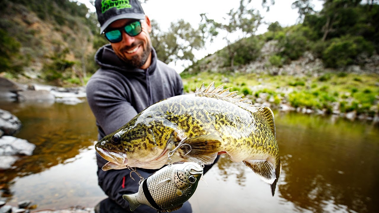Murray Cod fishing in the Severn River