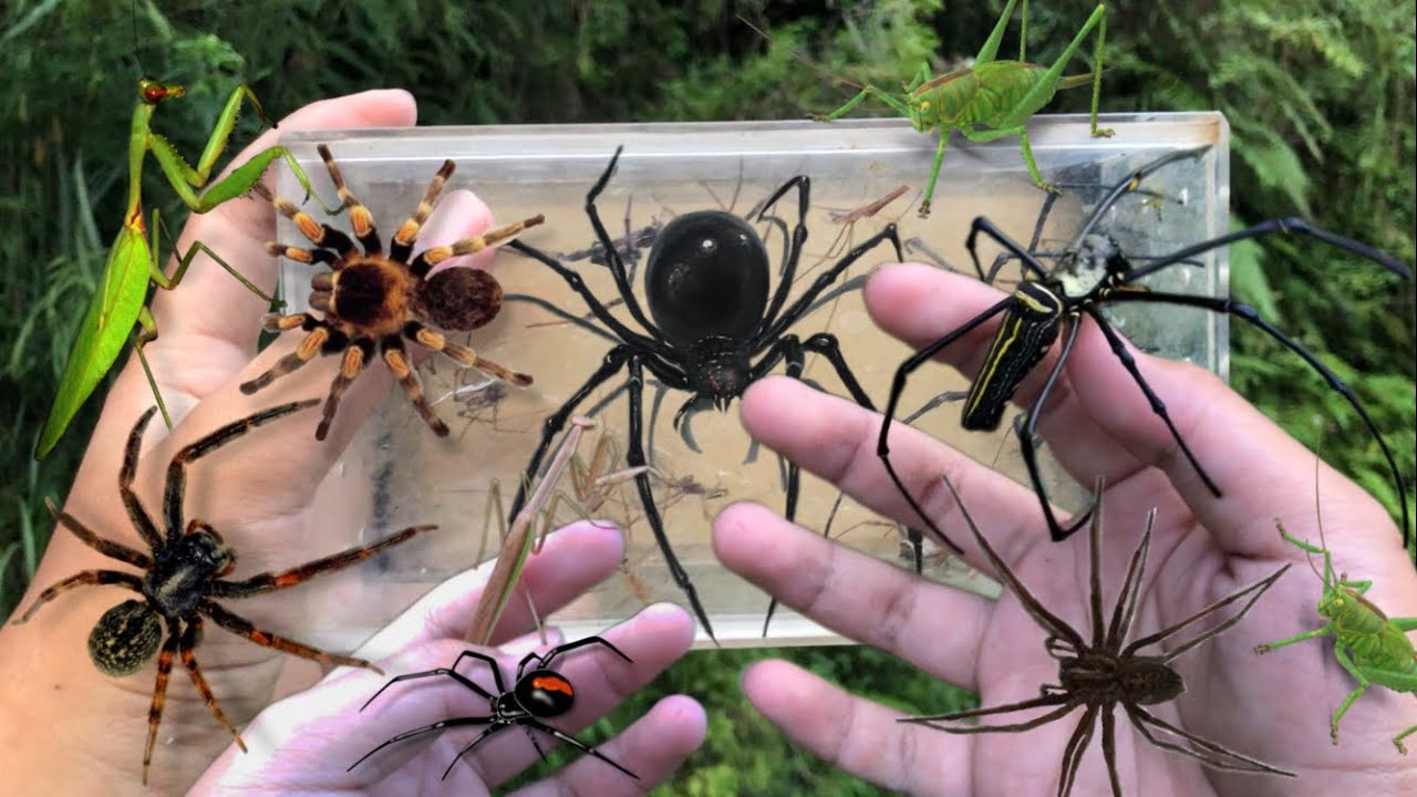 gagamba hunting‼️hunting spider | catch giant golden orb spider, tarantula, weaver spider, mantis
