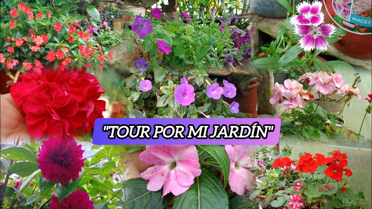 Mi jardín en el mes de marzo 🌺🌺