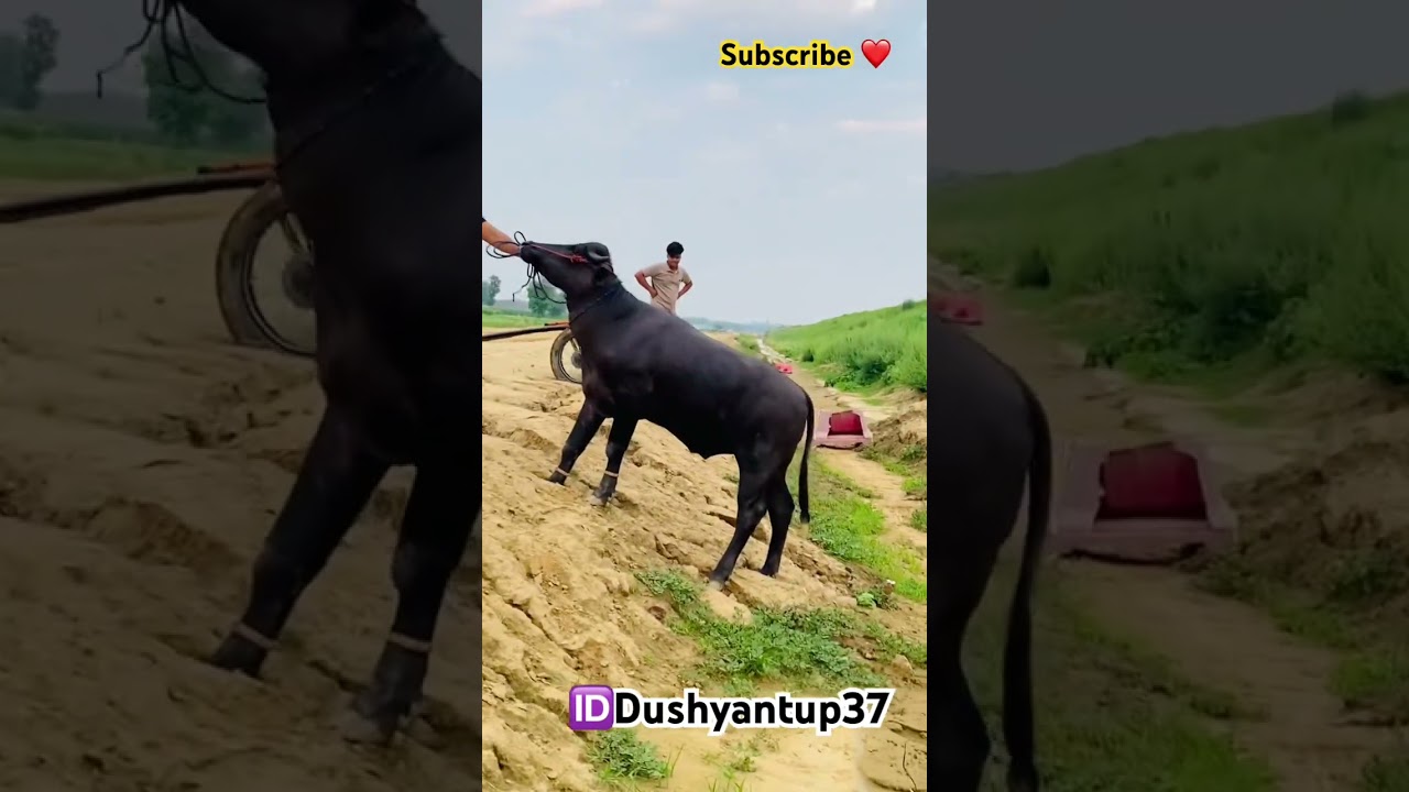 Jhota race #jhota #jhotaracenew #viralvideo #jhotalover #dushyantup37 #dushyantvlog #trending