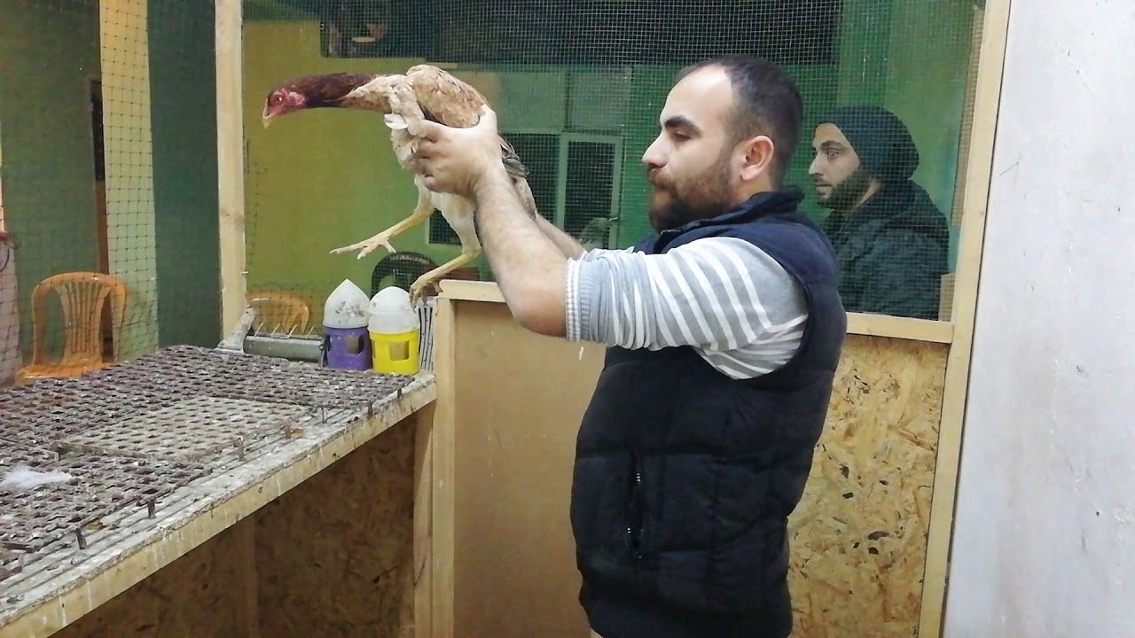 Gebze Tavuk İhalesi - Her Hafta Salı Günü - İbrahim Doğu - 0546 953 99 92