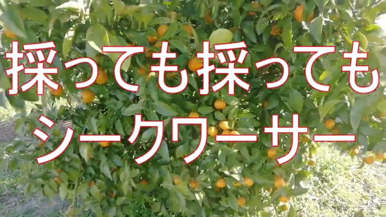 採っても採っても　シークワーサー