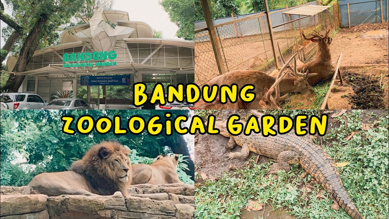 Kebun Binatang Bandung | Bandung Zoological Garden 2023