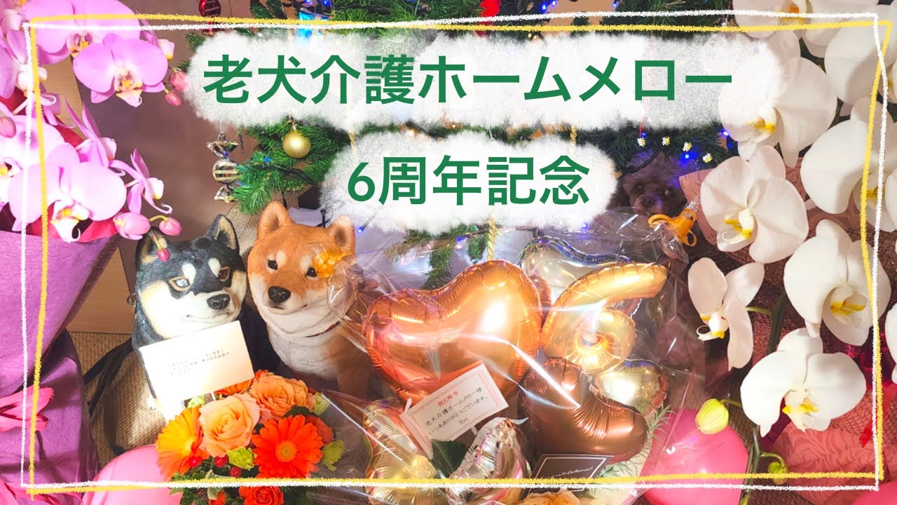 【老犬介護ホームメロー】6周年記念🎉✨