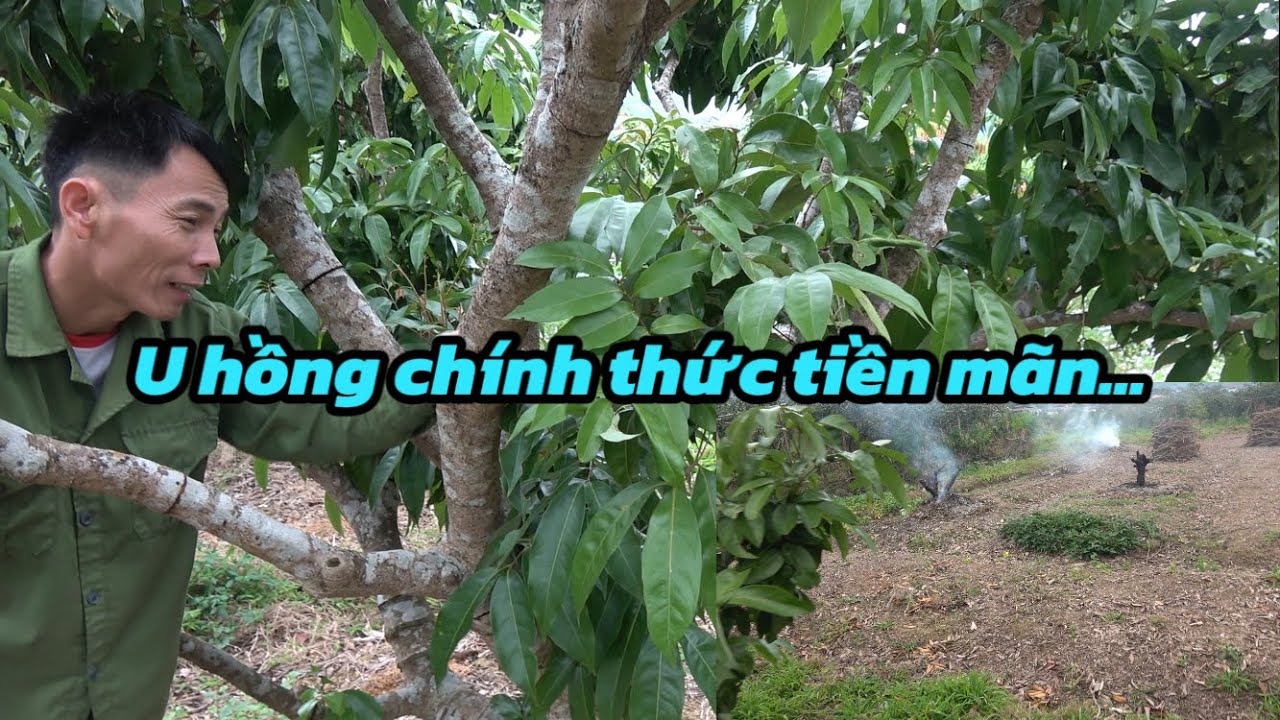 Vườn vải u Hồng ra hoa phút bù giờ vụ mùa 2026