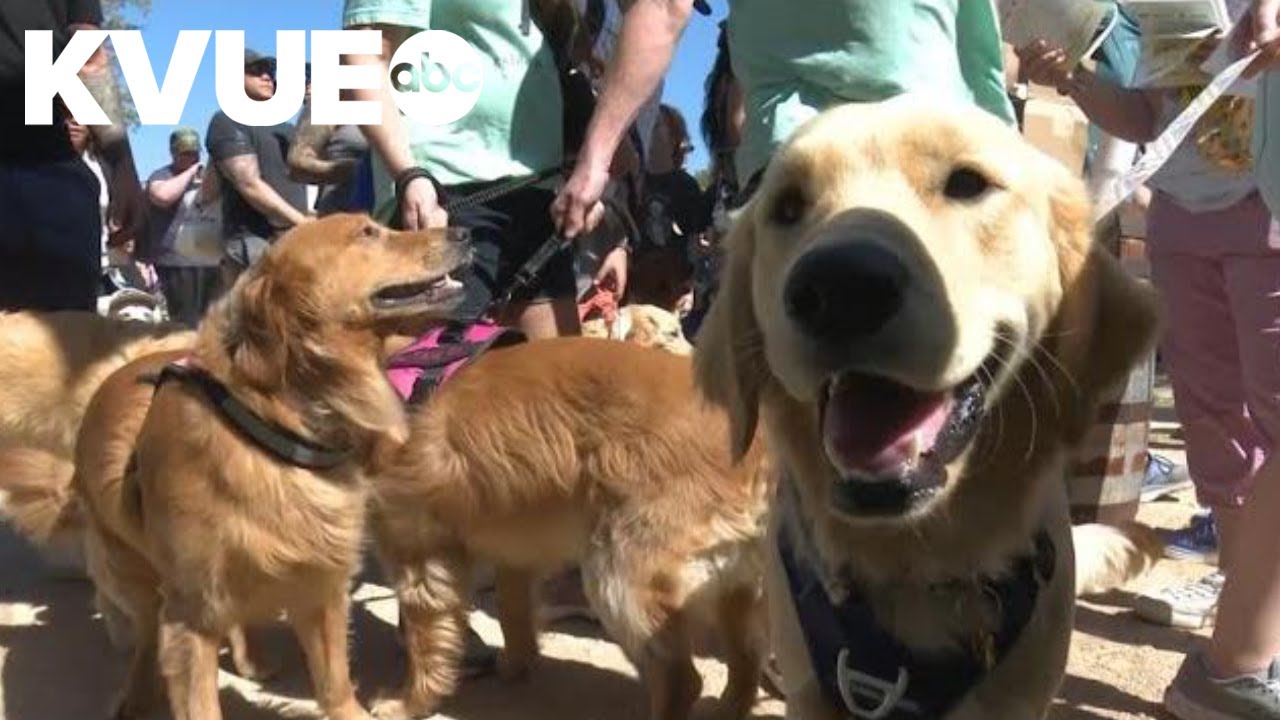 Bee Cave hosts Largest Golden Retriever Meetup in Texas