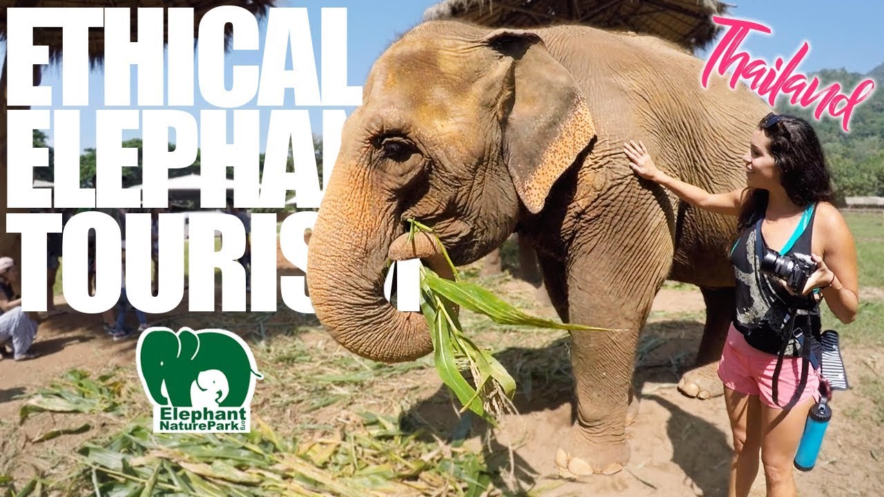 LOOKING FOR AN ETHICAL ELEPHANT EXPERIENCE? Chiang Mai