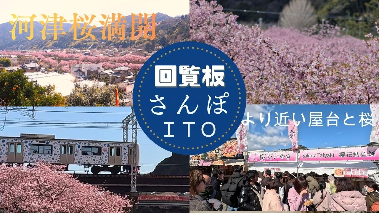 河津桜満開  桜テラス　涅槃像　桜見晴台　屋台広場