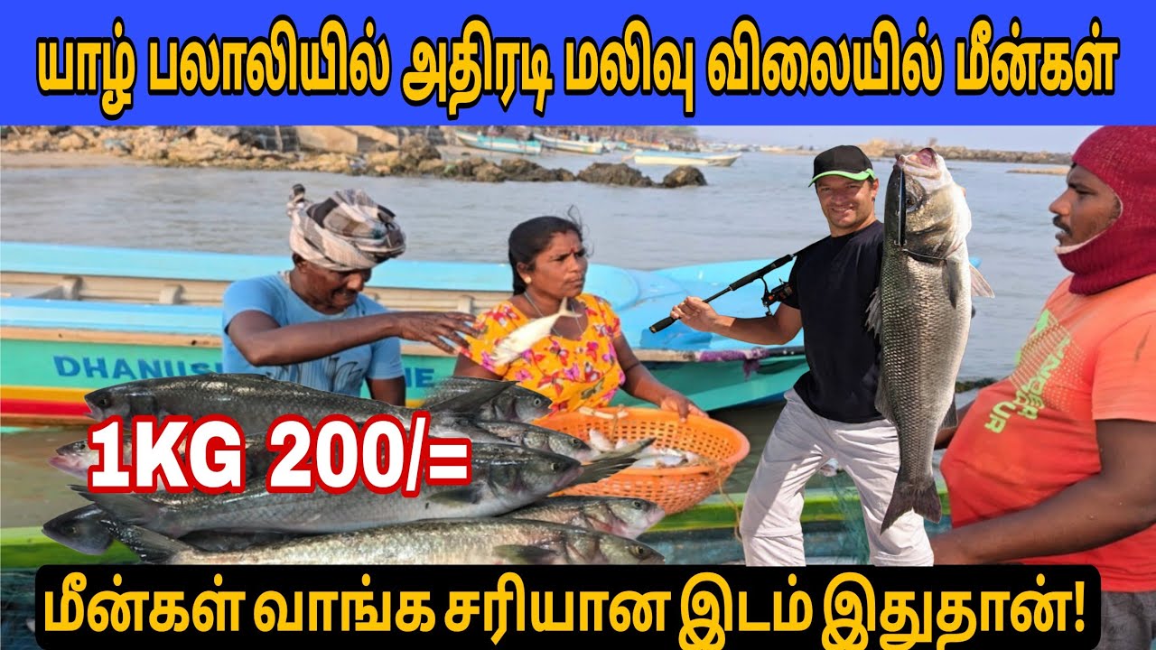 🚫யாழில் அதிரடி மலிவு விலையில் மீன்கள்! வாங்க சரியான இடம் இதுதான்? #jaffna #fish #trending#fishmarket