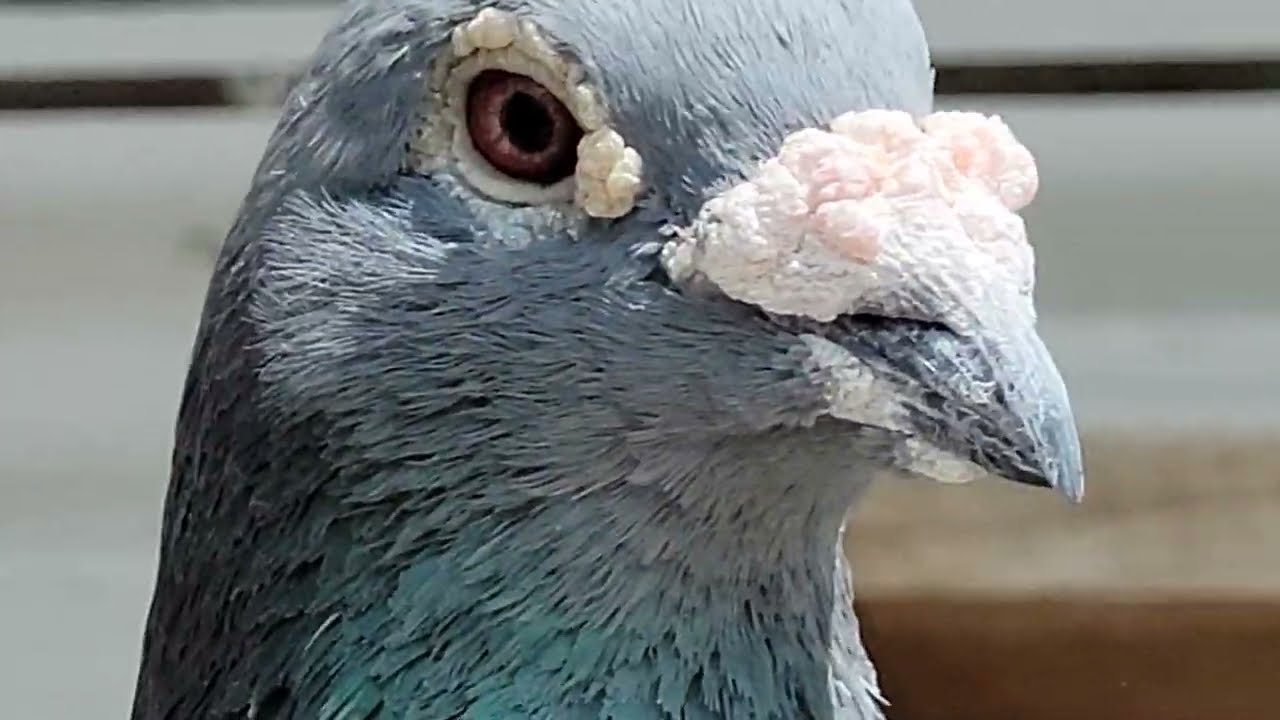 Super Cocks Breeders | Racing Homer Pigeon | Haroon | Issak
