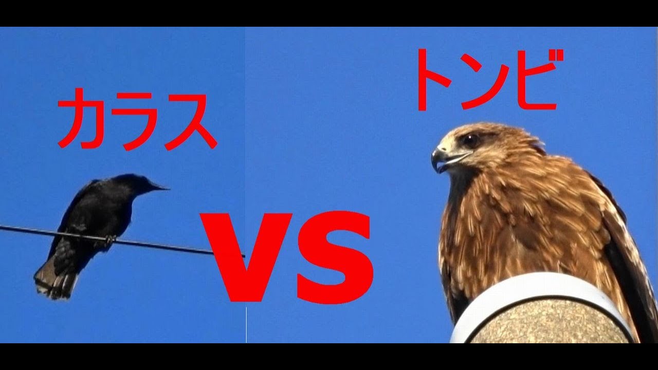 カラス　VS　トンビ　【視聴注意】鳥のお食事シーンあり