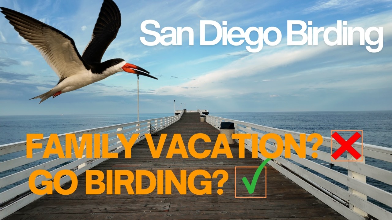 I Snuck in Birding on my Family Vacation to San Diego
