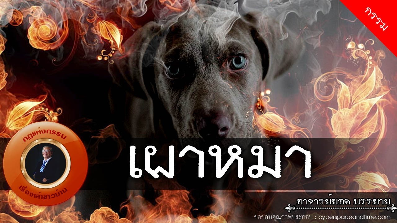 อาจารย์ยอด : เผาหมา [กรรม]