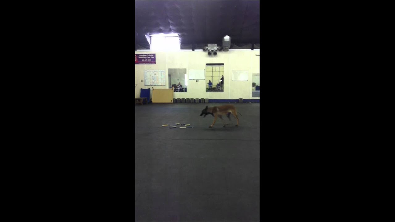 AKC Utility Routine