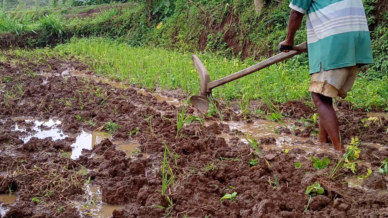 Tutorial membajak sawah dg alat manual ala BPK suro 💪