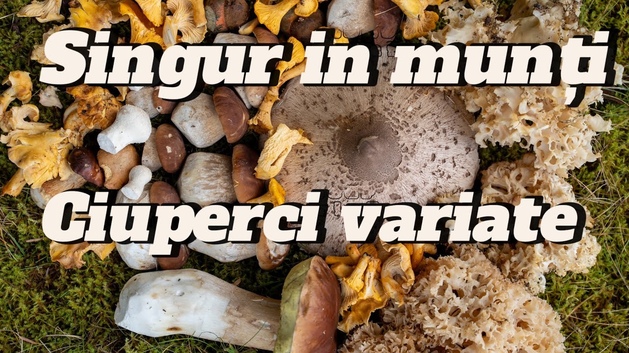Singur in Munti. CIUPERCI variate!!