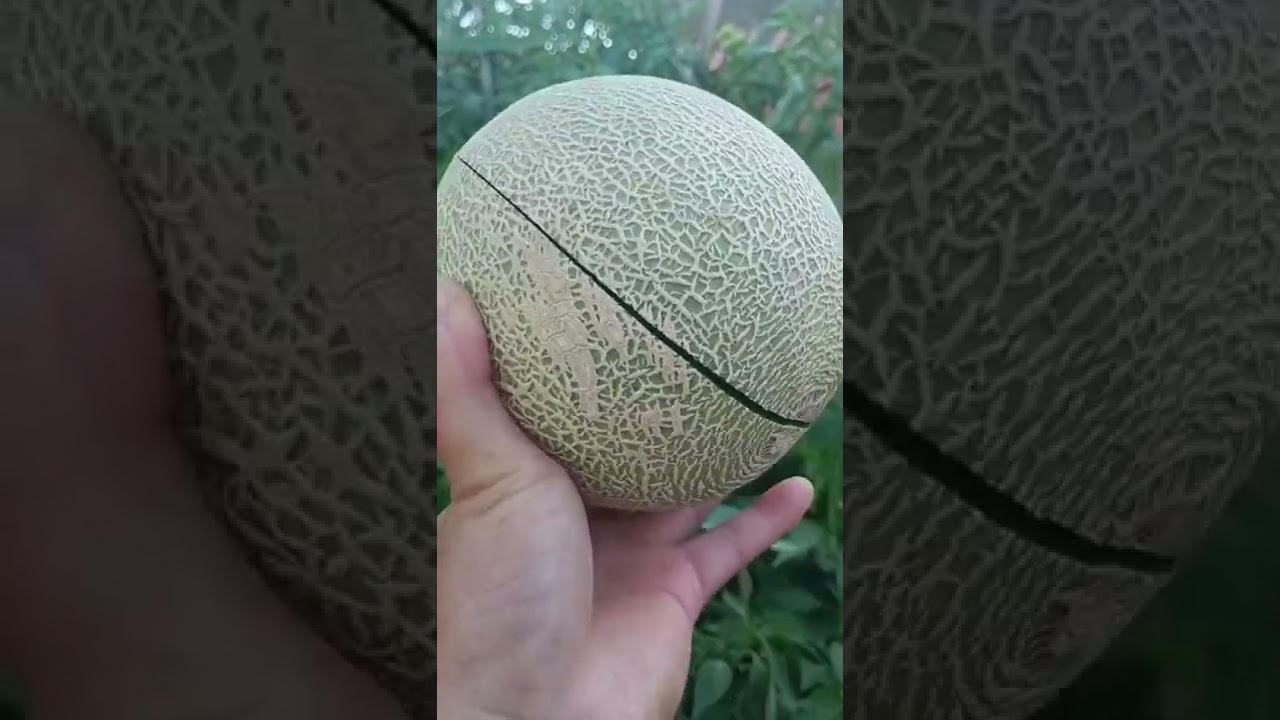 Yubari melon cutting #shorts