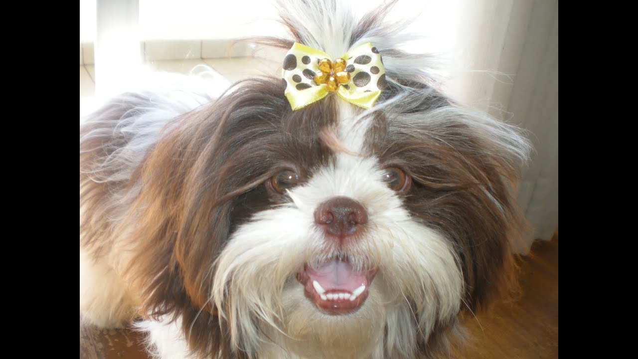Shih-Tzu 1 ano de vida. 1 Year Old Birthday.